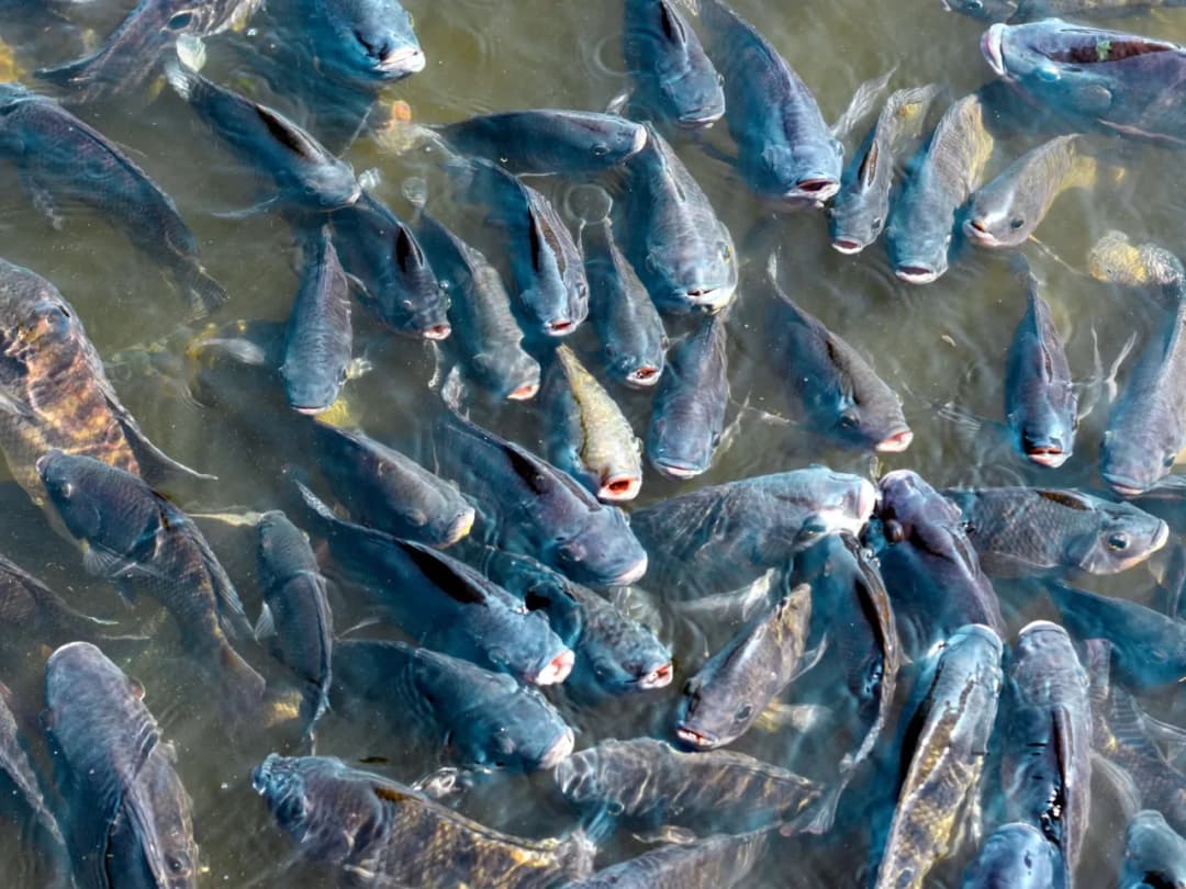 Pochodzenie ryby tilapia: naturalne środowisko i miejsca hodowli